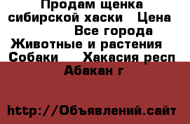 Продам щенка сибирской хаски › Цена ­ 8 000 - Все города Животные и растения » Собаки   . Хакасия респ.,Абакан г.